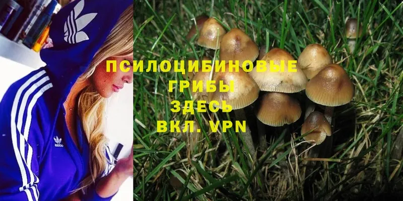 Галлюциногенные грибы MAGIC MUSHROOMS  Тайшет 